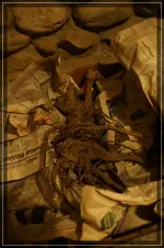 comp_DSC04132.webp