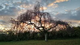 IMG_20171118_155457842_HDR.webp