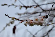 2017-11-18-3001 - Kopie.webp