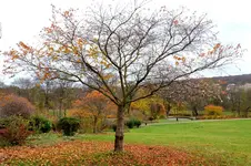 2017-11-18-3002 - Kopie.webp