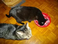IMGP5513.webp