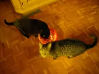 IMGP5511.webp