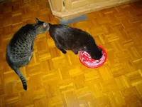IMGP5512.webp