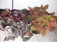 20171115_182124.webp