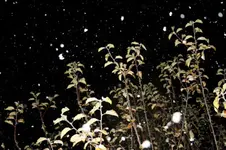 erster Schnee 2017.jpg
