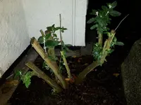 20171119_185556.webp