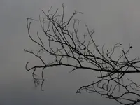 IMG_8945v.webp
