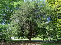 IMG_1971v - Copy.webp