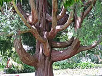 IMG_1969v - Copy.webp