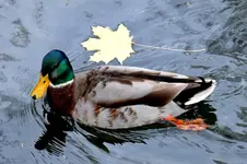 2017-11-18-3010 - Kopie.webp
