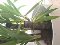 Palm2.webp
