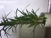 Palm1.jpg