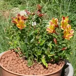 2017InkaAugust.webp 2017InkaAugust.webp