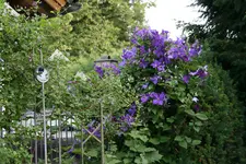 Cl.Jackmanii0217.jpg