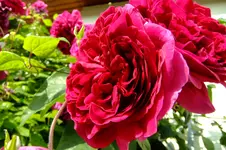 DSCF1884.webp