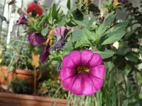 z002.webp