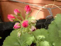 z003.webp