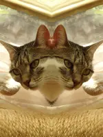 z006.webp
