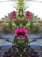 z005.webp
