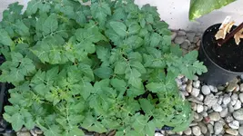 20140809_195231.jpg