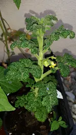 20140719_171412.webp