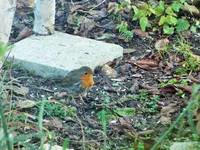 DSCF0658 (2).webp