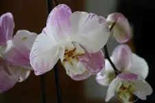 Orchi3.webp