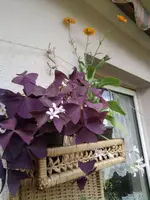Korb Juni.webp