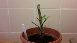 20171124_123435.jpg