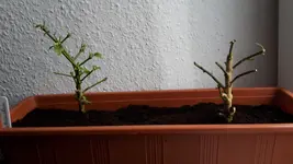 20171124_123549.jpg