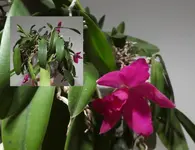 Orchidee 05.jpg