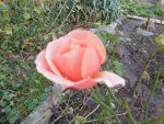 P1020176rose.jpg