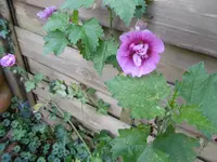 P1020175malve.webp