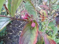 P1020174weigeli.webp