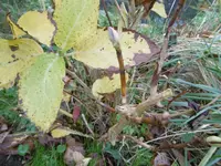 P1020173hotensie.webp