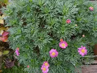 P1020171magaritten.webp
