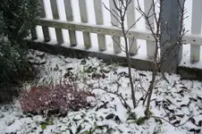 winter1.webp