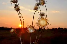 IMG_20130718_085436.webp