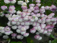 P1100430.webp