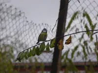 P1100560.webp