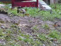 P1100741.webp