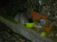 IMGP5558.webp