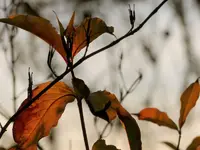 image012.webp