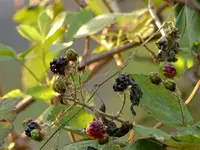 image009.webp