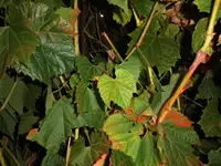 DSCI2269 (2).webp