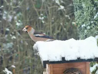 DSCF0662 (2).webp