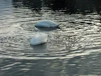 DSCF0667 (2).webp