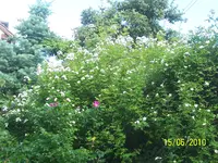 100_2522.webp 100_2522.webp