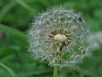 Pusteblume---Kia-ora-H&G-K18.webp