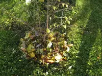 BILD8529.webp